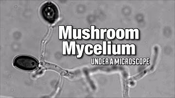 Mushroom Mycelium Under a Microscope