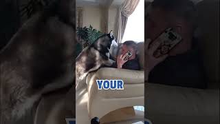 Husky DEMANDS Pet Parent's Attention!