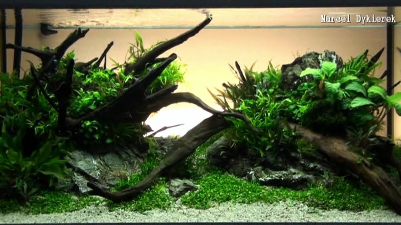 XL Aquarium - The Art of the Planted Aquarium 2012 Hannover www.aquawiadomosci.pl