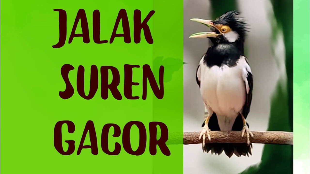 PANCINGAN JALAN SUREN GACOR