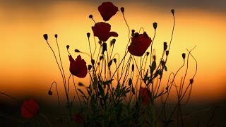 In Flanders Fields - John McRae