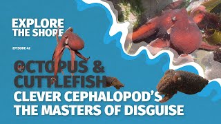 Octopus, Cuttlefish, and Squid – The Masters of Disguise!