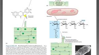 Biofertilizers - part 2-symbiotic rhizobioum