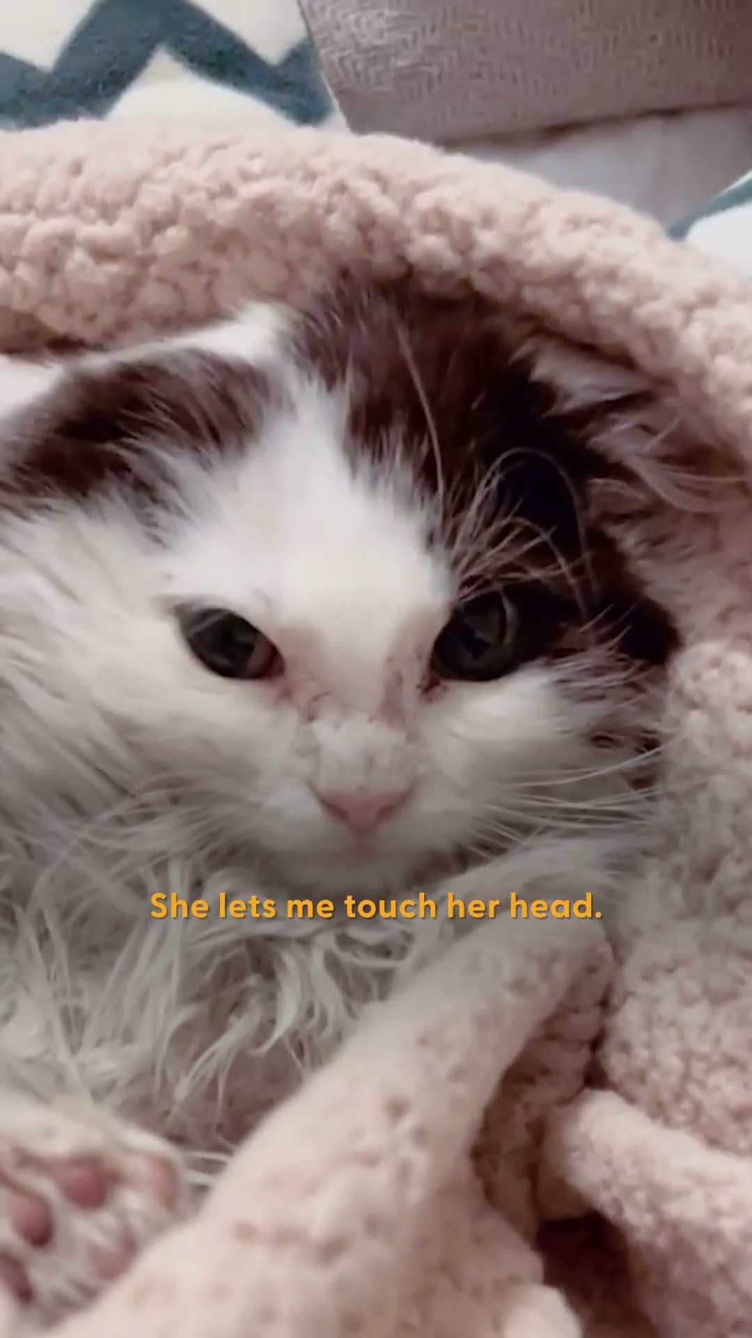 Hissing Feral Cat Gets Won Over With A Bath ❤️ | The Dodo