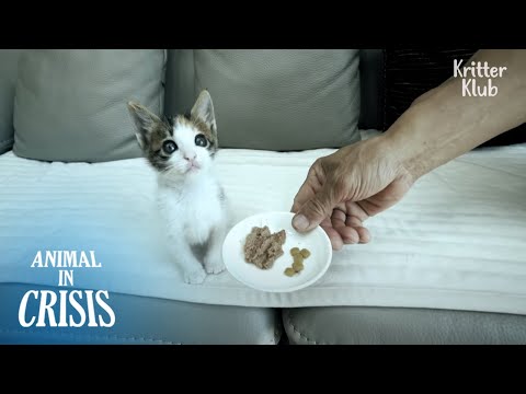 Lo que le sucedió al gato con patas traseras paralizadas es ... | Animal en crisis EP255