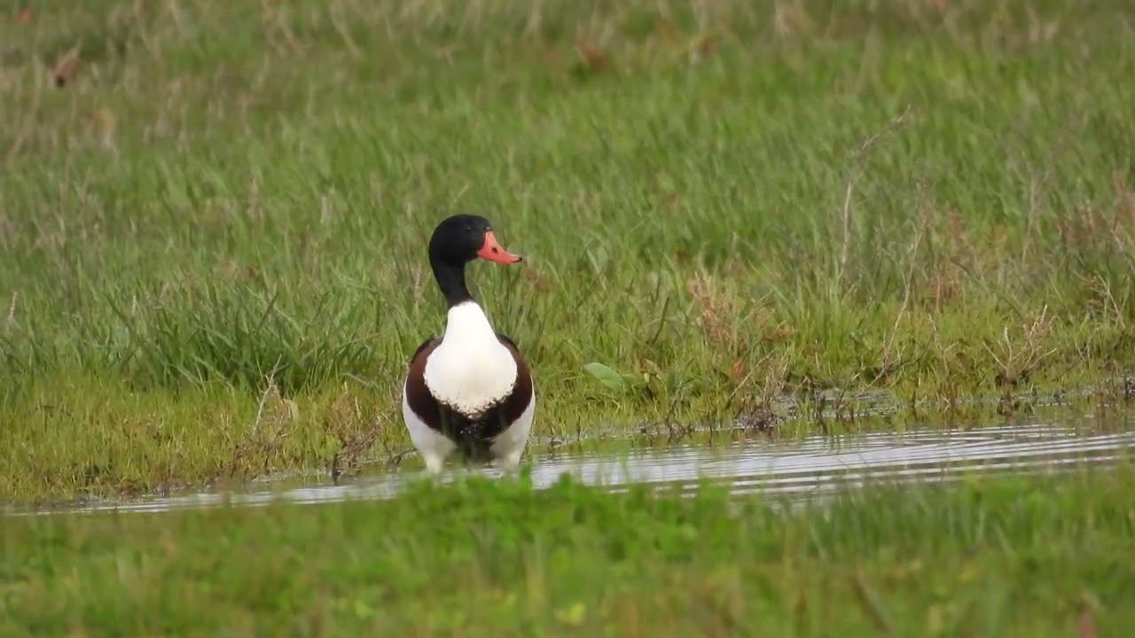 Common Shelduck, Volpoca (Tadorna tadorna)