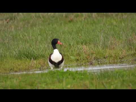 Common Shelduck, Volpoca (Tadorna tadorna)