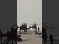 شترها در دل طوفان جزیره ناز قشم Camels In The Storm Naz Island Qeshm طوفان قشم شتر 