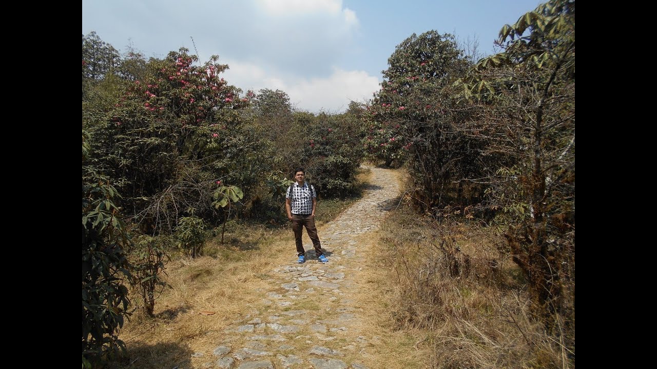 Okhrey Stay and Hilley to Varsey Guras Kunj Trekking | Rhododendron Flowers Sanctuary West Sikkim