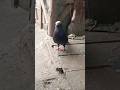 Lakkha Kabutar Ka Udan Ka Shauk 😱 #pigeonlaver #kabootar #lakkha #bollywood #pigeon house #animals
