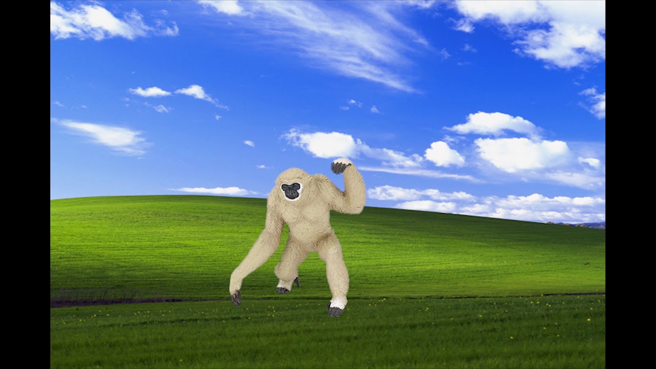 how fast can a gibbon swing through the forest