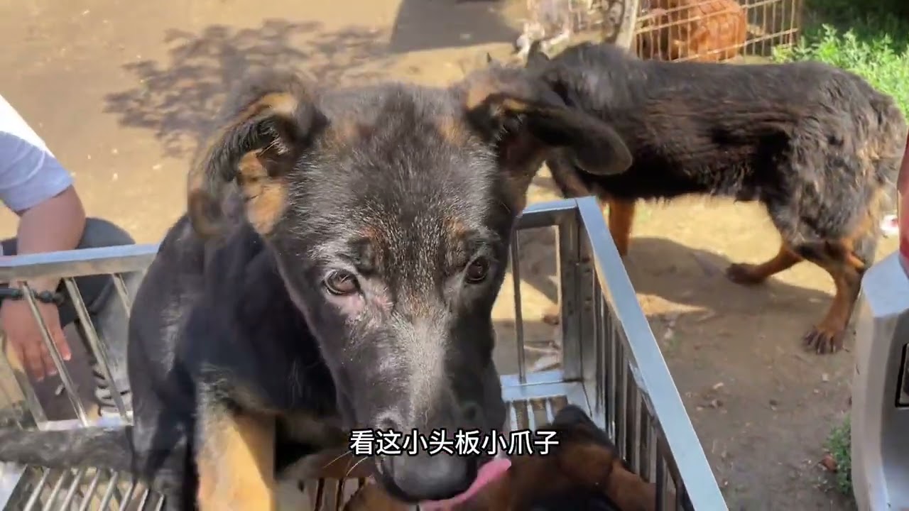 你们在狗市捡过漏吗？