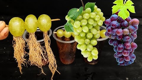 Simple method propagate grape tree with Coco-Cola || growing grape tree at home