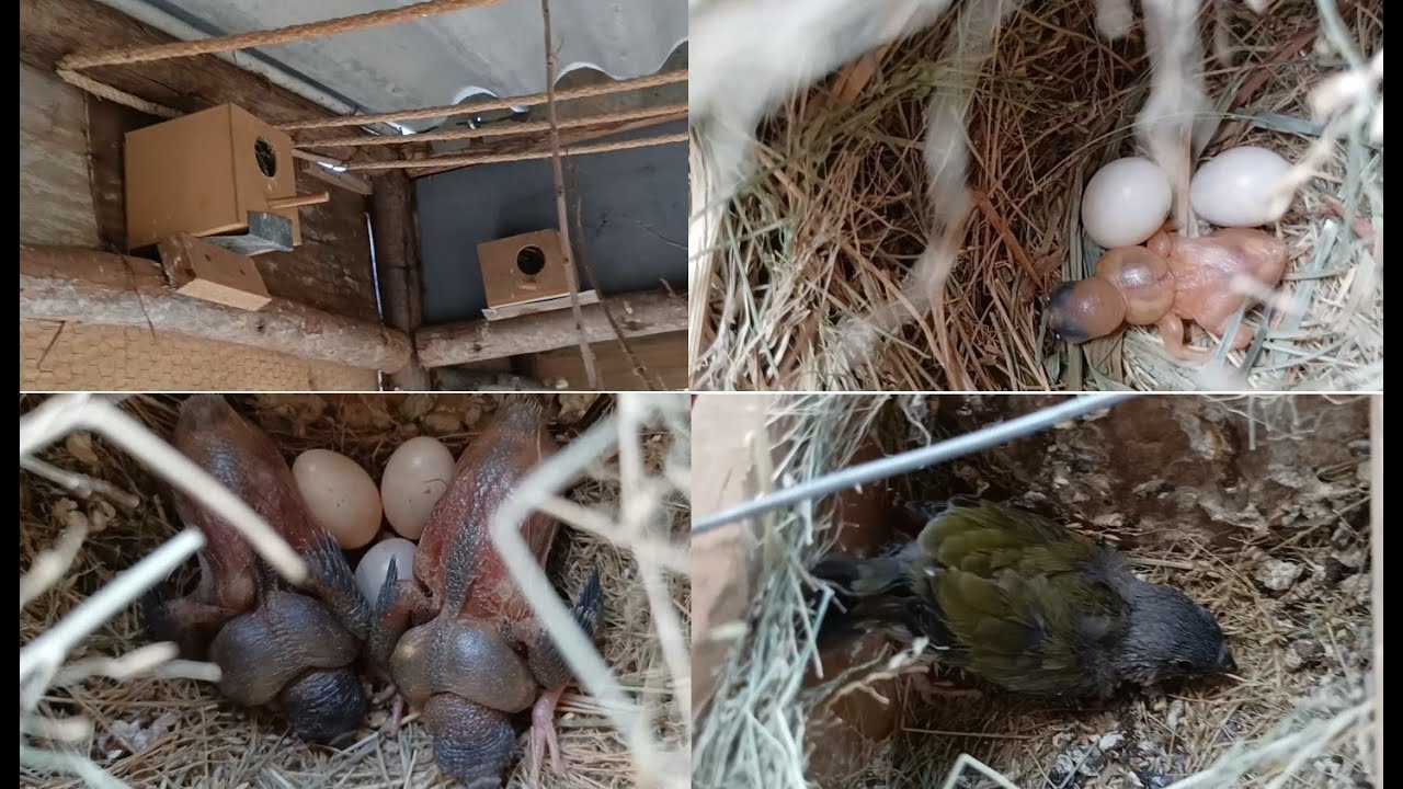 Veja por dentro do viveiro