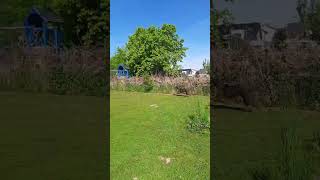 Ämbis Welt: Botticelli auf der Hundewiese