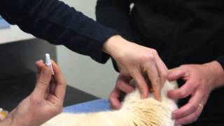 How to apply Advocate spoton flea & worm treatment to a cat