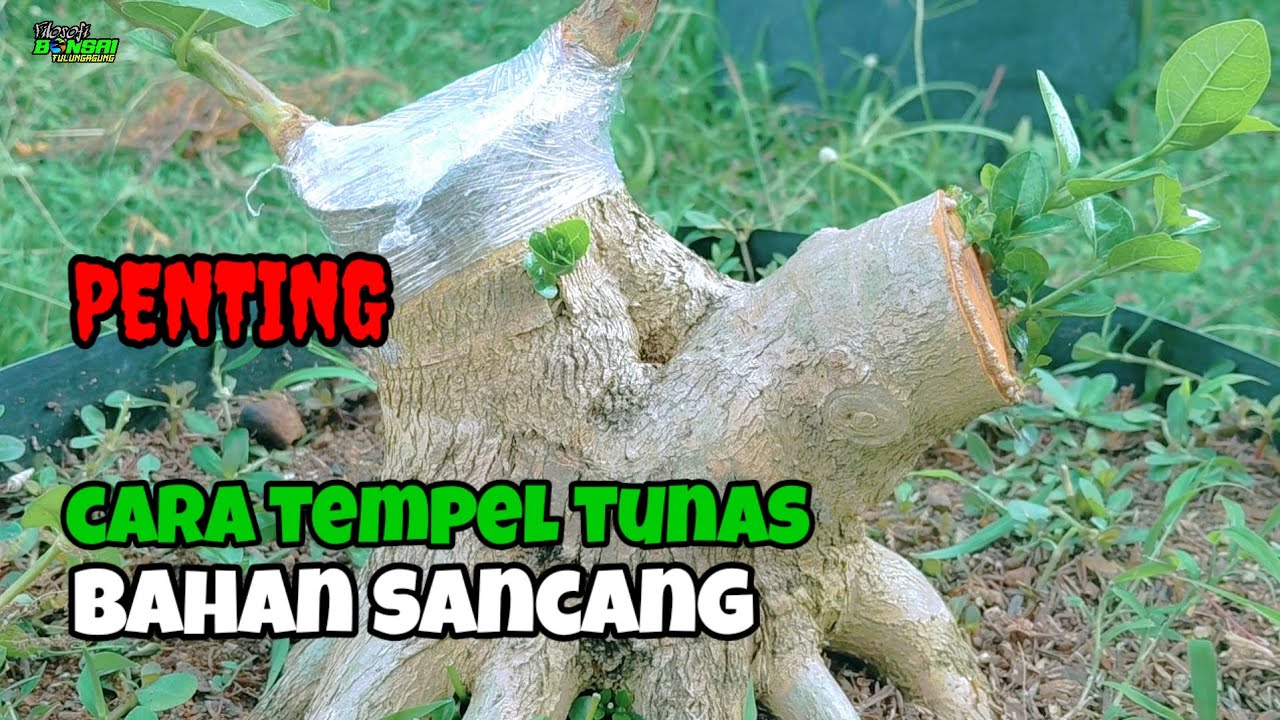 CARA MENEMPEL TUNAS BARU PADA SANCANG