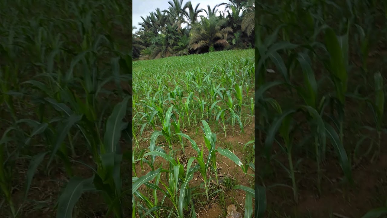 Perkebunan jagung YouTube Perkebunan jagung YouTube
