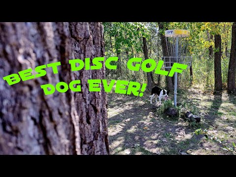 How I Train My Dog For Busy Days At The Disc Golf Course