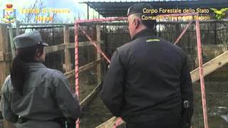 Zoo abusivo sequestrato da Finanza e Forestale nel Napoletano