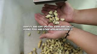 WESORT AI QuadEye 360° In-Shell Peanut Sorting