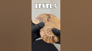 Just Wait For Level 10🤯 #fossil #dinosuar #paleontology