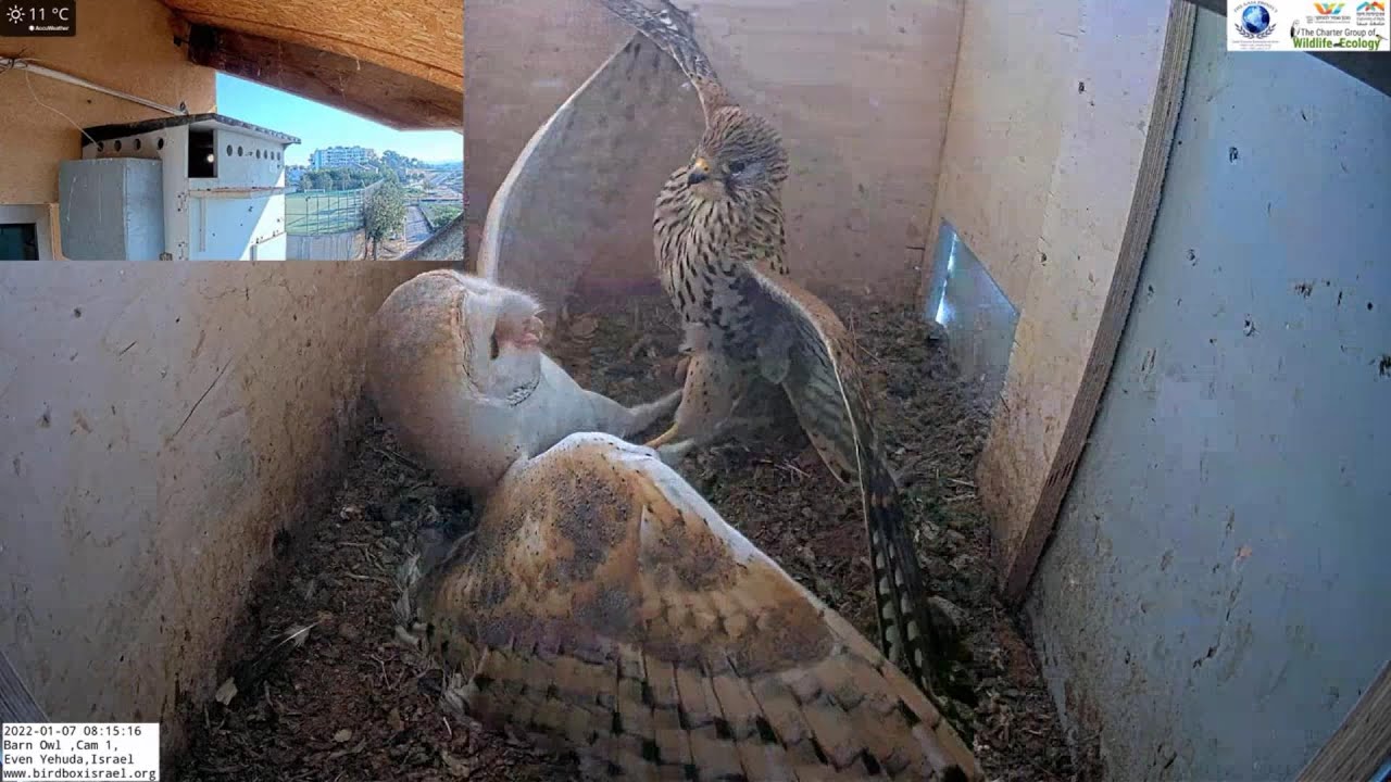 Super Amazing! Wild barn owls vs Kestrels Fighting to over ownership of nest.
