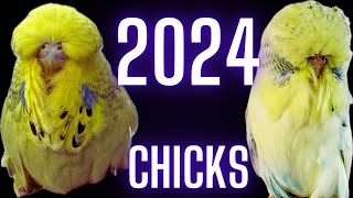 Budgie chicks I have decided to keep