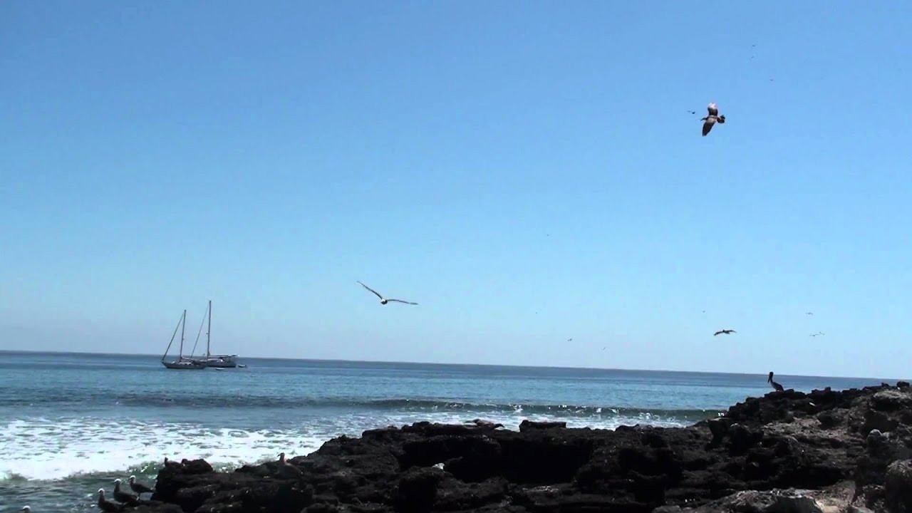 Heermann's Gull, gaviota ploma (Larus heermanni) 2