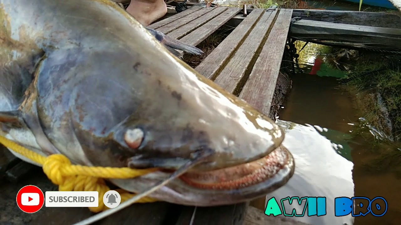 PAKAI UMPAN PUYU/BETOK DAPAT 3 EKOR IKAN TAPAH SUNGAI