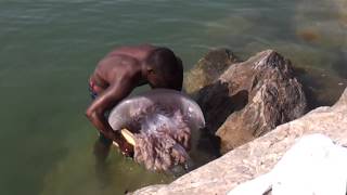 Medusa encontrada en la playa del rodeito en marbella SUPER JELLYFISH