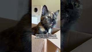 This cat meowed, made a plan, then launched. Test with PetMood AI.