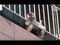 Dog Risks His Life To Relieve Stress?! | Kritter Klub