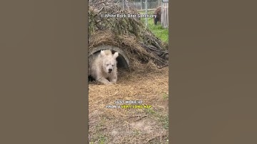 Why Do Bears Hibernate?