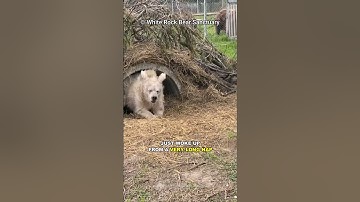 Why Do Bears Hibernate?