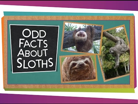 Odd Facts About Sloths