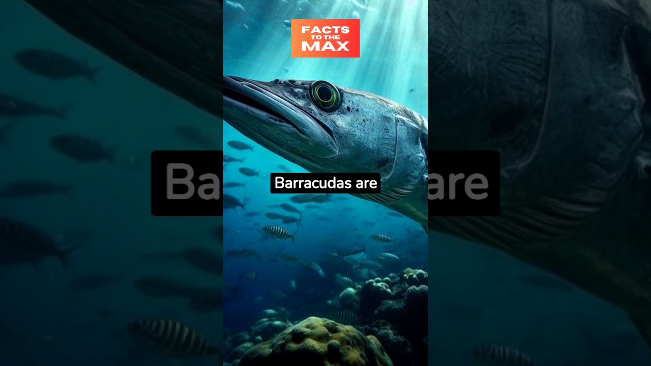 #barracuda