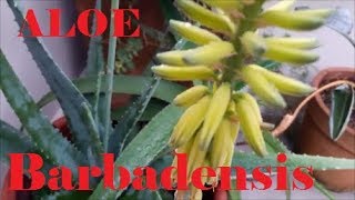 ALOE VERA (barbadensis) e sua haste floral.... Dicas medicinais! (Babosa) -  thptnganamst.edu.vn