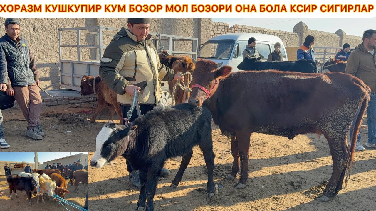 ХОРАЗМ КУШКУПИР КУМ БОЗОР МОЛ БОЗОРИ ОНА БОЛА КСИР СИГИРЛАР НАРХЛАРИ 7-МАРТ 2026 г.