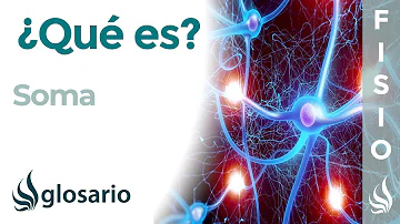 ¿Cuáles son las funciones del soma neuronal?