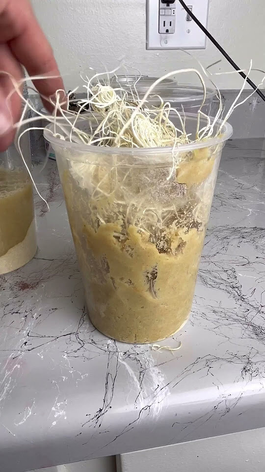 how-to-breed-flightless-fruit-flies-youtubeshort-fruitflies-fyp
