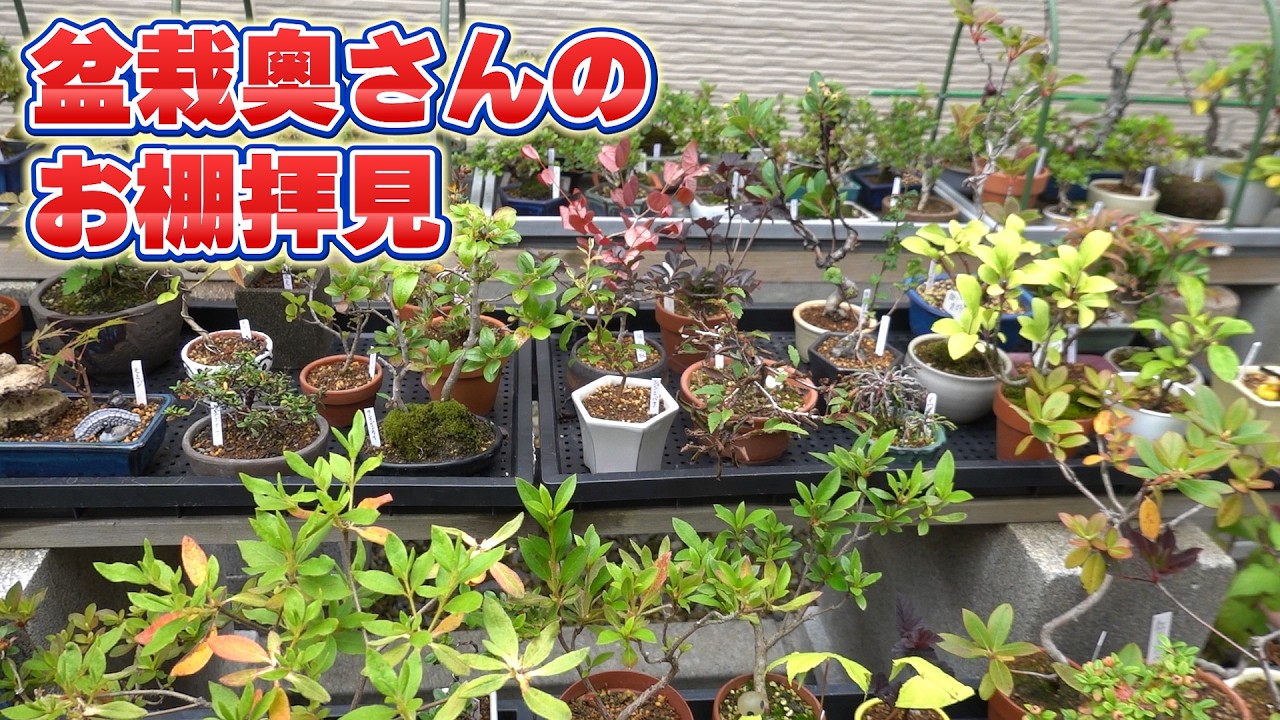 A Look at the Bonsai Wife's Collection Shelf - YouTube