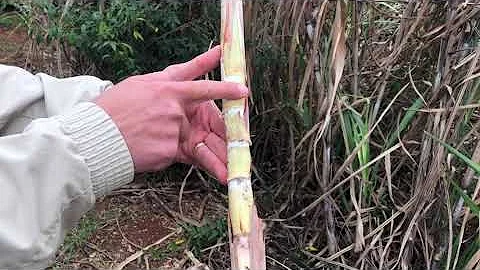 Como a cana-de-açúcar é usada?