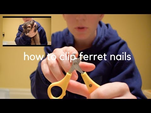 Wie man eine Nails Ferret Clip