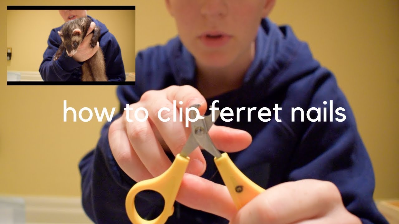 How to Clip a Ferret's Nails