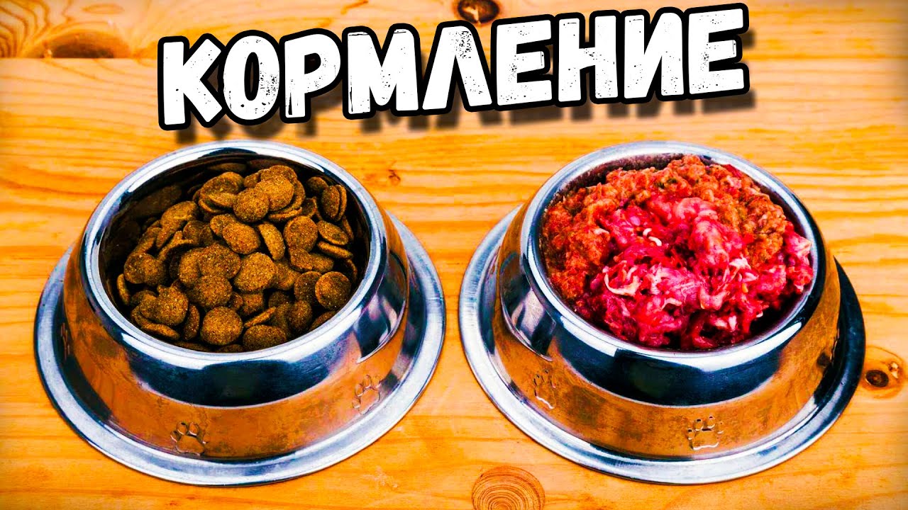 КАКОЙ ТИП ПИТАНИЯ ВЫБРАТЬ ДЛЯ СТАФФОРДА