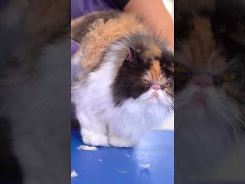 Video: 5 grunner Shelter katter er de beste kattene