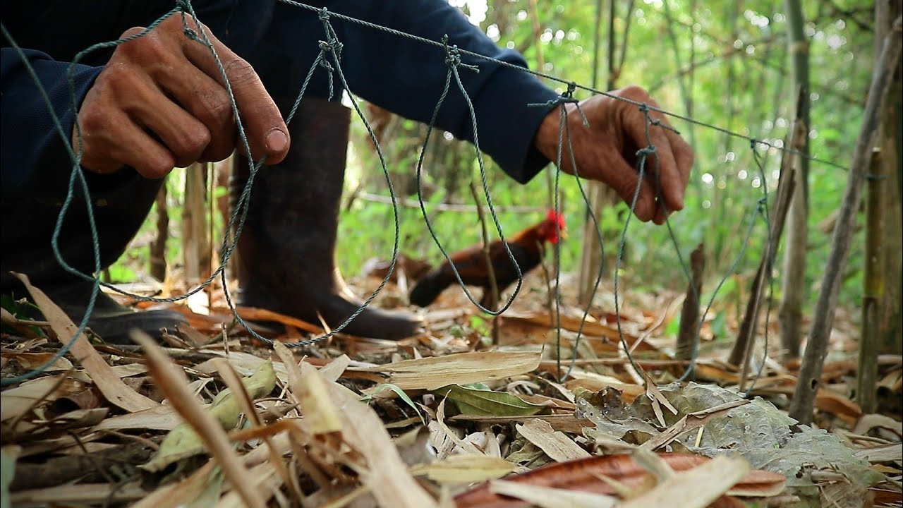 กับดักหลังเดียวได้2ตัว​ ทำอุปกรณ์ดักไก่ป่าด้วยเชือกและไม้ไผ่ ทำง่ายและได้ผลดี