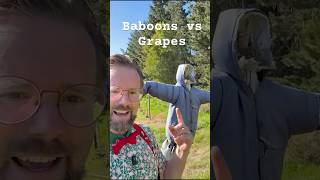 Thumbnail for Baboons vs Pinotage 🍇🐒 | Old Vines at Spioenkop #pinotage #southafricanwine #wineeducation