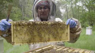 5.10.21 You Don't Need  a Queen excluder.....& Why
